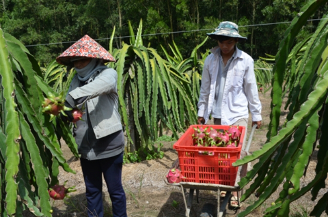 Nhiều HTX nông nghiệp tại tỉnh Bà Rịa - Vũng Tàu đã quy vùng sản xuất trồng cây thanh long (Ảnh TL)