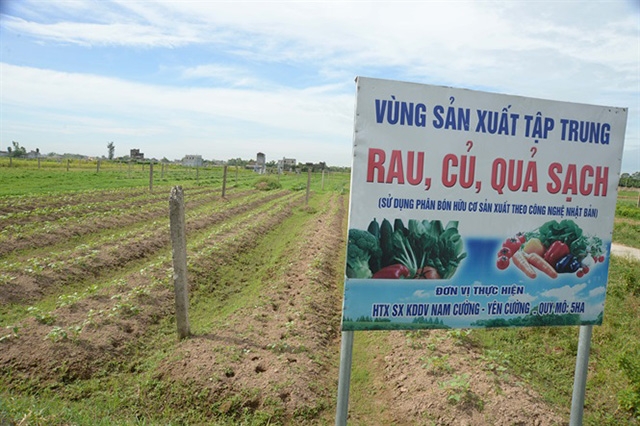 Vùng sản xuất tập trung của HTX Nam Cường (Ảnh: TL)