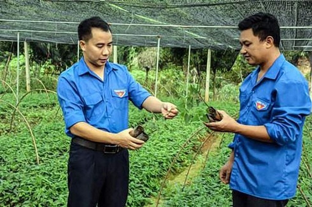 Vườn cây dược liệu của HTX (Ảnh: Tư liệu)