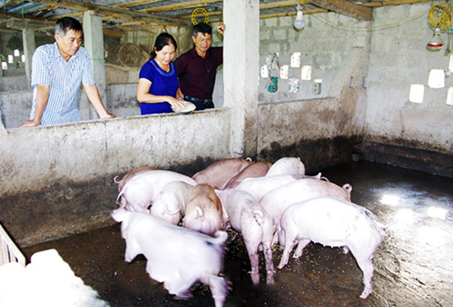 Mô hình trang trại chăn nuôi của bà Trần Thị Việt, thành viên HTX Cựu chiến binh Vạn Xuân Trường (Ảnh:TL)