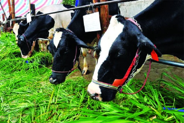 Quyết định thành lập HTX Chế biến sữa bò Phù Đổng giúp làng nuôi sữa bò tại Phù Đổng hồi sinh