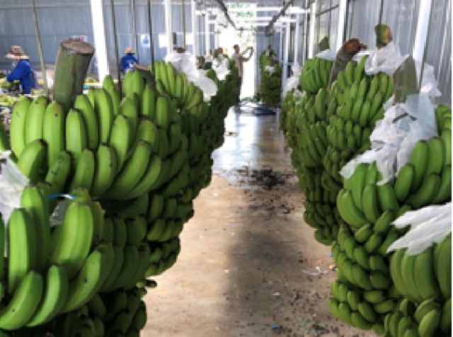 Chuối Laba xuất khẩu được sang các thị trường khó tính nhờ đảm bảo chất lượng và truy xuất được nguồn gốc (Ảnh: TL)
