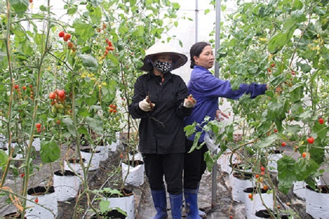 Sự hỗ trợ tích cực của các chính sách giúp các HTX có điều kiện phát triển bền vững hơn. (Ảnh: TL)