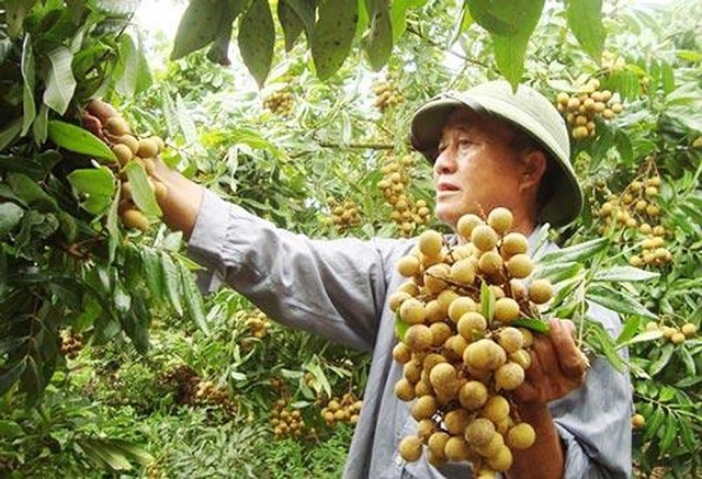 Nhãn chín muộn là một trong những sản phẩm thế mạnh của ngành nông nghiệp Hưng Yên (Ảnh: TL)