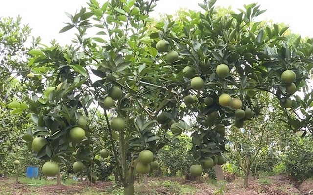 Nhiều mô hình hợp tác trồng cam hữu cơ đem lại hiệu quả kinh tế cao, tạo sức lan tỏa mạnh (Ảnh: TL)