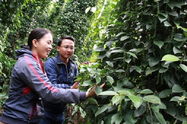 Khuyến khích thành lập, khởi nghiệp theo mô hình HTX áp dụng công nghệ cao và đổi mới sáng tạo (Ảnh: TL)