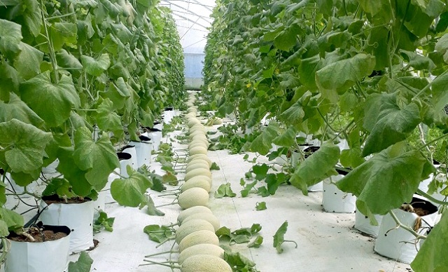 Mô hình liên kết với nhau, tập trung đất đai thông qua HTX để ứng dụng công nghệ cao vào sản xuất và chuyển đổi cơ cấu cây trồng được xem là điểm sáng về tích tụ ruộng đất (Ảnh: TL)