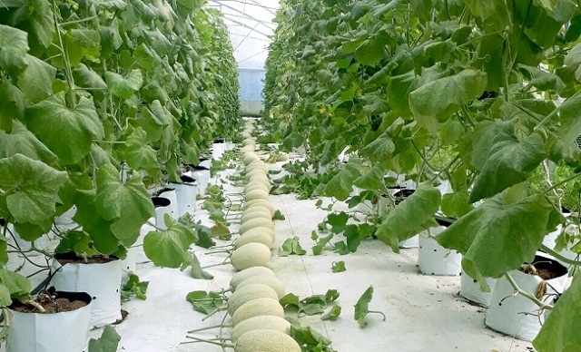 Mô hình liên kết với nhau, tập trung đất đai thông qua HTX để ứng dụng công nghệ cao vào sản xuất và chuyển đổi cơ cấu cây trồng được xem là điểm sáng về tích tụ ruộng đất (Ảnh: TL)