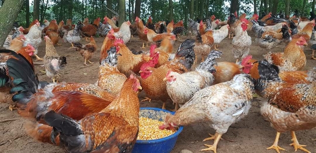 Gà bản Đầm Hà được nuôi thả trên đồi và thức ăn chủ yếu là ngô hạt nên chất lượng thịt rất thơm ngon