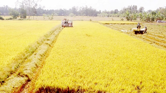 HTX Vĩnh Tiền đang hướng đến mở rộng diện tích sản xuất lúa đạt tiêu chuẩn GlobalGAP trên địa bàn tỉnh Sóc Trăng (Ảnh: TL)