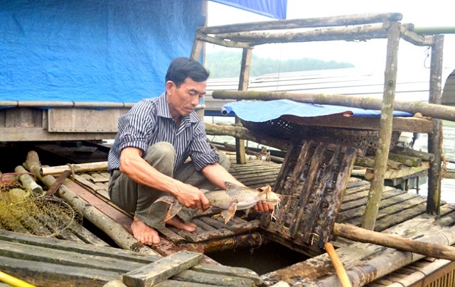 Ông Phạm Thanh Bình kiểm tra cá chiên nuôi lồng (Ảnh: Tư liệu)