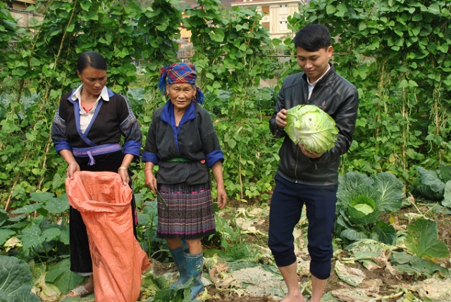 Sản xuất rau trái vụ đã mở ra hướng thoát nghèo cho người dân Mù Cang Chải (Ảnh: Tư liệu)