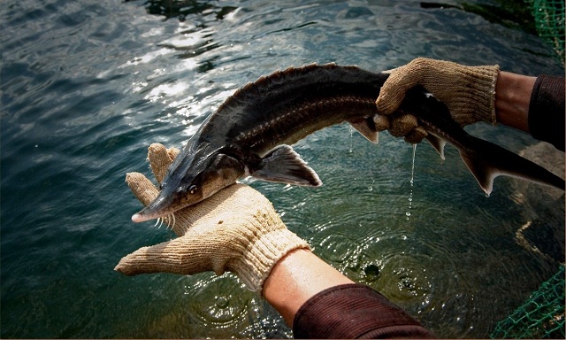 HTX nuôi cá tầm Hạnh Lợi đầu tư nuôi cá tầm trên lòng hồ thủy điện (Ảnh: TL)