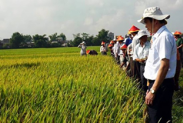 HTX Phước Hưng nâng cao hiệu quả kinh tế nhờ chủ động sản xuất theo HTX kiểu mới (Ảnh: TL)