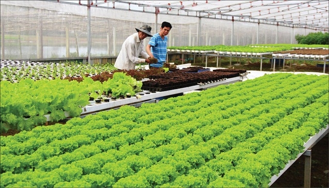 Thay đổi tư duy sản xuất, tăng liên kết với các HTX, doanh nghiệp (Ảnh: TL)