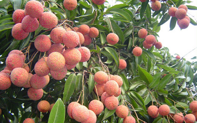 Vải thiều có nguy cơ không thể xuất khẩu sang Nhật Bản (Ảnh: Internet)