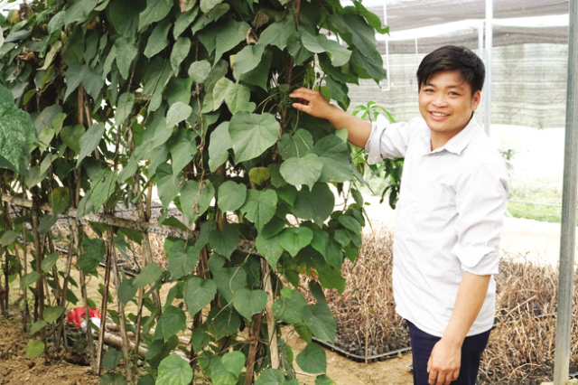 Những cây dược liệu quý không chỉ được khai thác làm thuốc mà còn được các thành viên trong HTX bảo tồn giống gen quý hiếm (Ảnh: Internet)