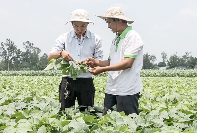 Ông Huỳnh Văn Chiến (phải) chia sẻ kinh nghiệm luân canh lúa - màu (Ảnh: Tư liệu)