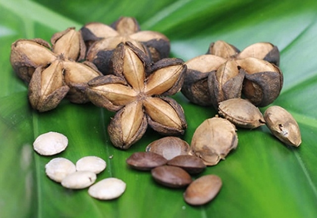 Hạt sachi được mệnh danh là vua của các loại hạt (Ảnh: TL)