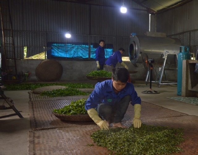 Công nhân HTX Sơn Trà đang sơ chế chè Shan tuyết (Ảnh: TL)