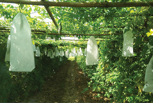 Để sản xuất ra trà mướp đắng, HTX Thuỷ Dương phải trồng mướp theo tiêu chuẩn VietGAP và chăm sóc kỹ quả trước thu hoạch