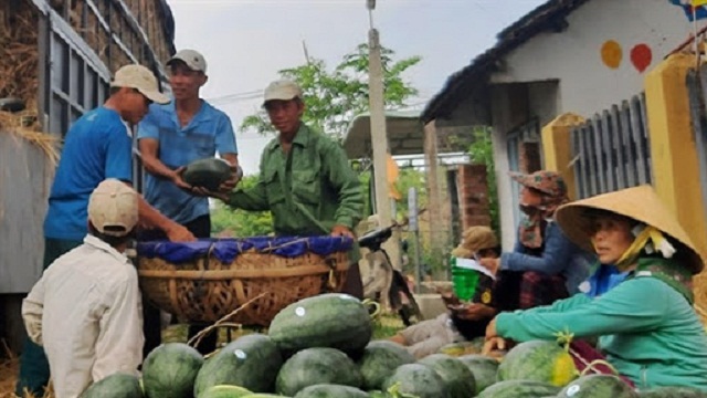 Dưa hấu Phú Ninh phải được dán tem QR để xuất khẩu sang thị trường Trung Quốc (Ảnh: TL)