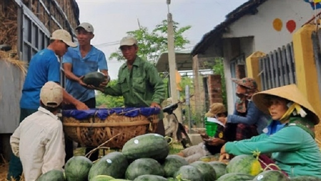 Dưa hấu Phú Ninh phải được dán tem QR để xuất khẩu sang thị trường Trung Quốc (Ảnh: TL)