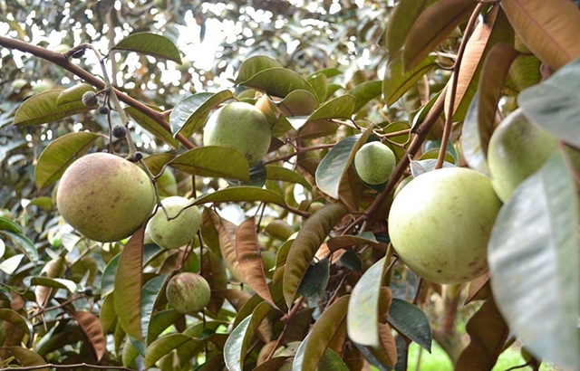 Nhờ hiệu quả cao, vú sữa đang trở thành cây làm giàu cho nhiều hộ dân (Ảnh TL)