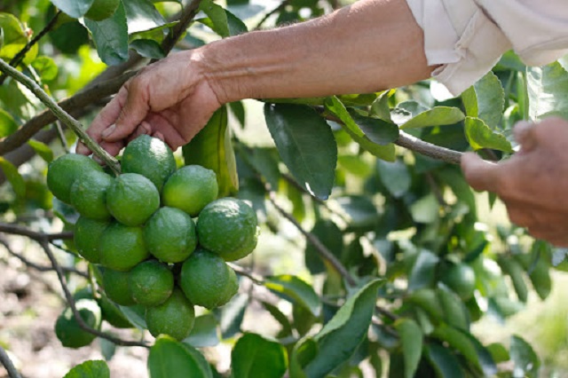 HTX phát triển nông nghiệp theo hướng hữu cơ sinh học (Ảnh: TL)