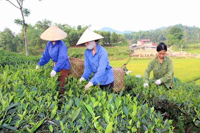 Các HTX, tổ hợp tác trên địa bàn tỉnh Thái Nguyên đang phát triển mạnh (Ảnh Tư liệu)