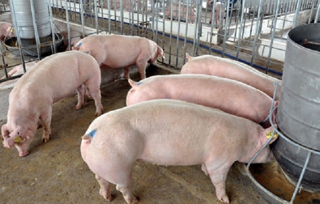 Không chỉ sản phẩm xuất ra được thị trường ưa chuộng, giá bán cao mà mô hình nuôi heo bằng thảo dược còn góp phần bảo vệ môi trường (Ảnh: TL)