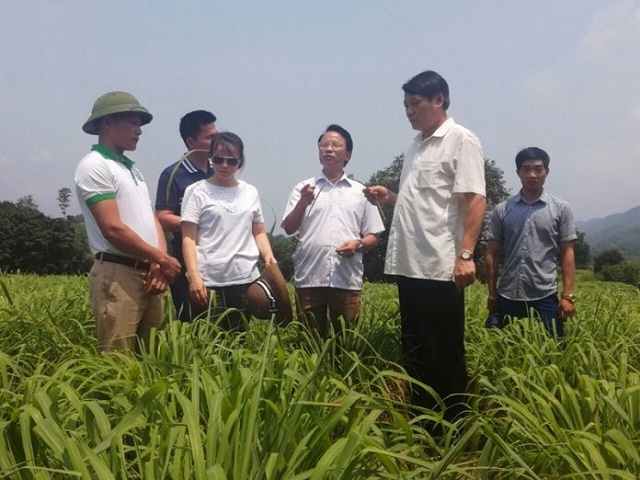 Trồng sả để lấy tinh dầu cho hiệu quả gấp 6 – 8 lần so với cây ngô, lúa nương (Ảnh: Tư liệu)