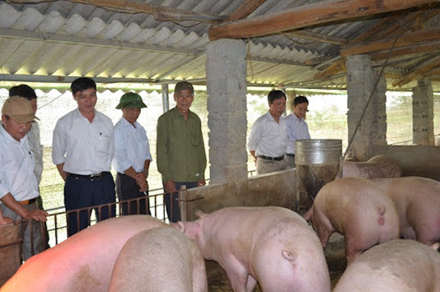 Mối lo chăn nuôi lợn mất một góc thị phần của 'miếng bánh' 10 tỷ USD (Ảnh: Tư liệu)