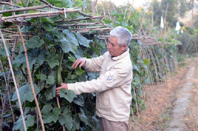 HTX thôn Thanh Đông đã xây dựng được chuỗi sản xuất khi liên kết được với doanh nghiệp để bao tiêu sản phẩm (Ảnh: TL)