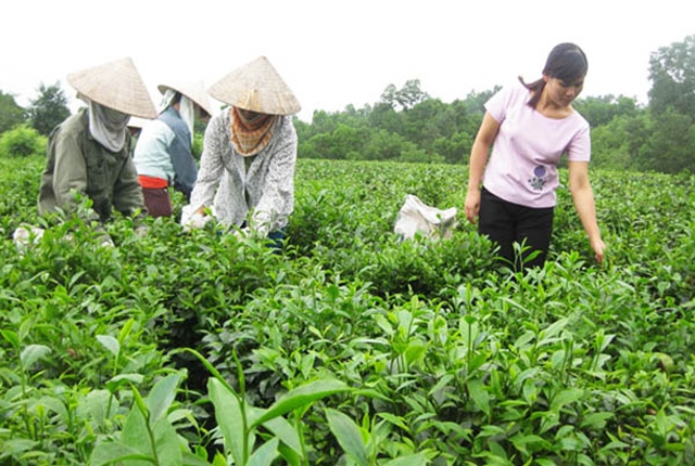 Vẫn còn những điểm nghẽn cần tháo gỡ để mở đường cho nông nghiệp công nghệ cao tại Đại Từ phát triển (Ảnh TL)