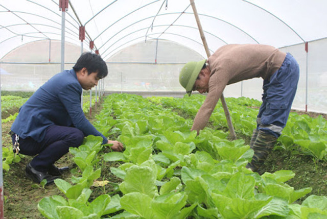 Nông nghiệp huyện Đại Từ đang có sự chuyển dịch theo hướng hiện đại (Ảnh Tư liệu)