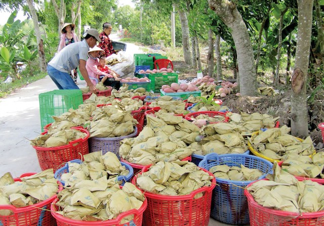 HTX xoài Suối Lớn mong liên kết DN để gỡ bài toán khó trong tiêu thụ (Ảnh: Tư liệu)