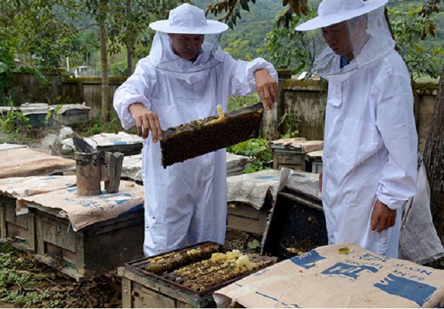 Thành viên HTX ong mật Điện Biên kiểm tra đàn ong (Ảnh: TL)