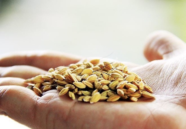 Đặc trưng của nếp đắng Lộc Đại là bông nếp to tròn, lông măng đầy vỏ, phía cuối hạt mọc ra một “cái đuôi” dài giống như đuôi chuột (Ảnh: TL)