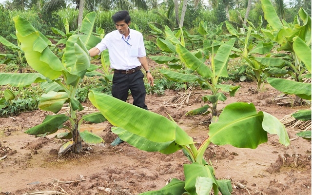 Vùng đất Cù Lao Dung có điều kiện thuận lợi để phát triển trồng chuối già Nam Mỹ (Ảnh: Tư liệu)