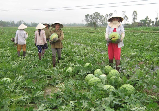 Mỗi vụ dưa hấu thu về vài trăm triệu đồng/ha (Ảnh: Tư liệu)