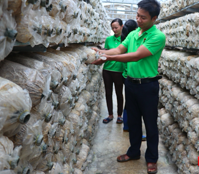 HTX nông sản hữu cơ Trúc Phương đã có được những sản phẩm OCOP đầu lòng (Ảnh: Tư liệu)