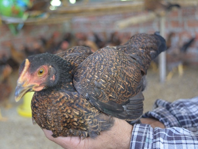 Gà tre chỉ có duy nhất ở những vùng quê của huyện Quế Sơn (Ảnh:TL)