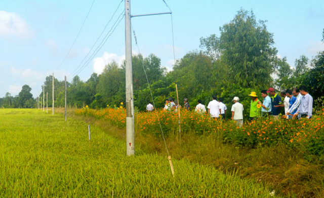 HTX áp dụng mô hình ruộng lúa bờ hoa giúp gia tăng thiên địch bảo vệ lúa, hạn chế thuốc bảo vệ thực vật gây ô nhiễm môi trường (Ảnh: TL)