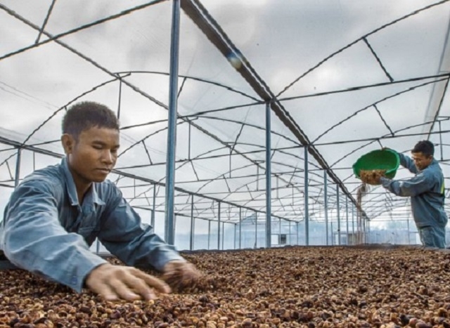 Các HTX và tổ hợp tác nông nghiệp có đóng góp quan trọng trong công tác giảm nghèo bền vững (Ảnh: TL)