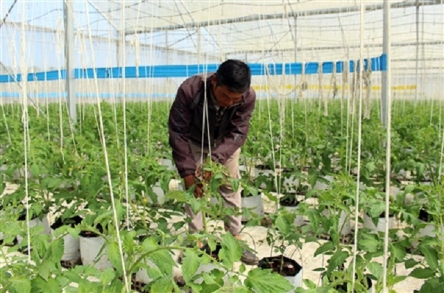 Sản xuất nông nghiệp tại huyện Đức Trọng có bước tiến đột phá theo hướng hiện đại nhờ các nguồn vốn hỗ trợ (Ảnh: TL)