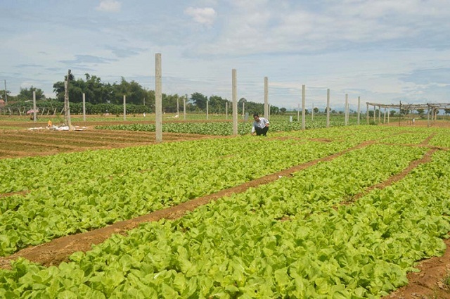 Rau an toàn ven sông Trà vẫn còn bấp bênh đầu ra (Ảnh: TL)