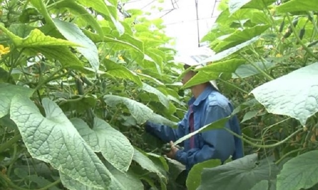 Quy trình sản xuất rau sạch từ khâu làm đất, chọn giống, chăm sóc, thu hoạch (Ảnh: TL)