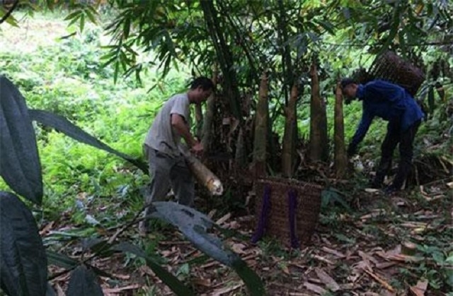 Trung bình mỗi năm, doanh thu của HTX đạt hơn 1 tỷ đồng từ quế vỏ và tre măng Bát độ (Ảnh: TL)