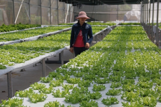 Nhiều mô hình rau an toàn của các HTX, THT được người tiêu dùng tin tưởng lựa chon (Ảnh: TL)